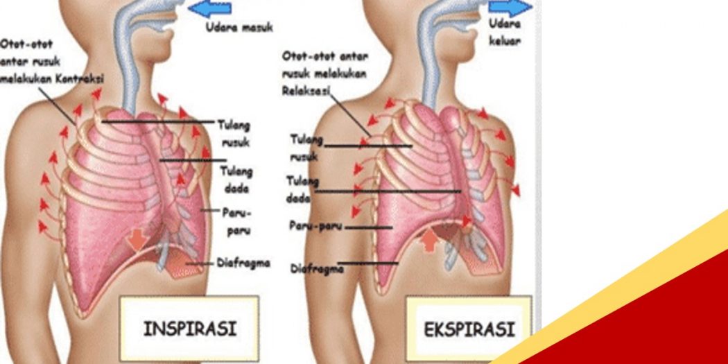 Cara Jelaskan Urutan Pernapasan Manusia Saat Menarik Nafas | TechBanget