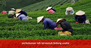 perkebunan teh termasuk bidang usaha