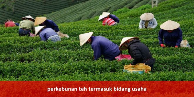 perkebunan teh termasuk bidang usaha