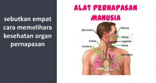 sebutkan empat cara memelihara kesehatan organ pernapasan